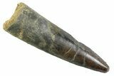 Fossil Spinosaurus Tooth - Real Dinosaur Tooth #352406-1
